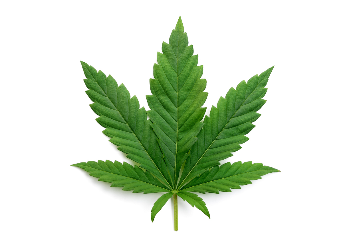 Cannabis leaf