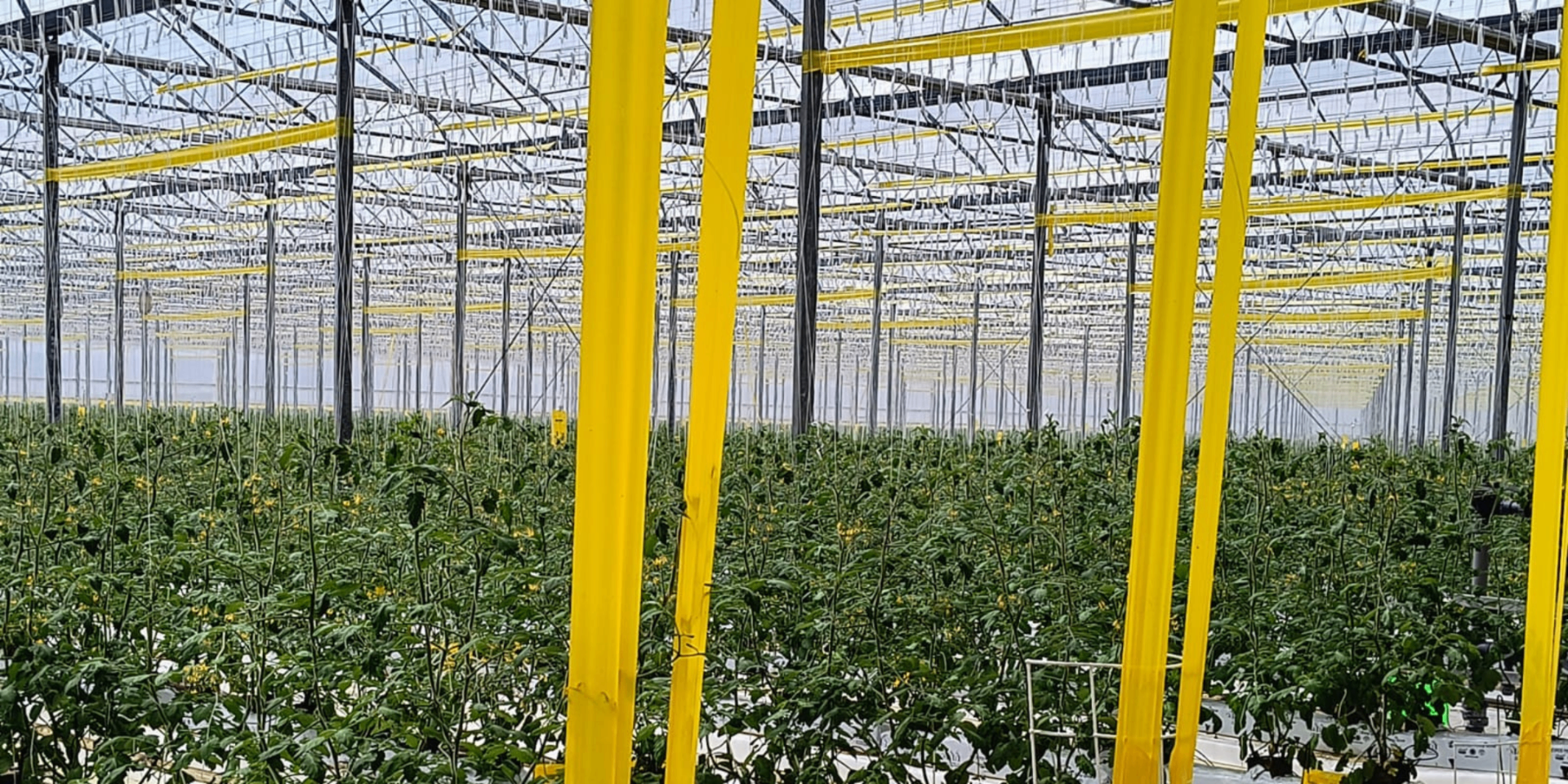 Coco Mix Exporters greenhouse strawberry cultivation with grow bags