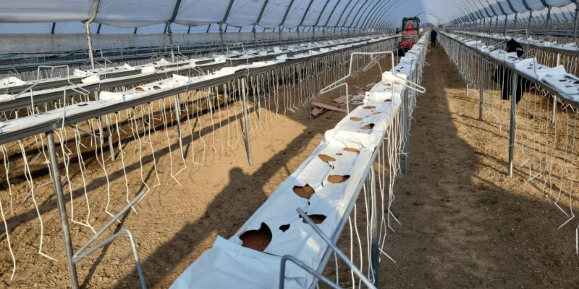 Coco Mix Exporters greenhouse strawberry cultivation with grow bags